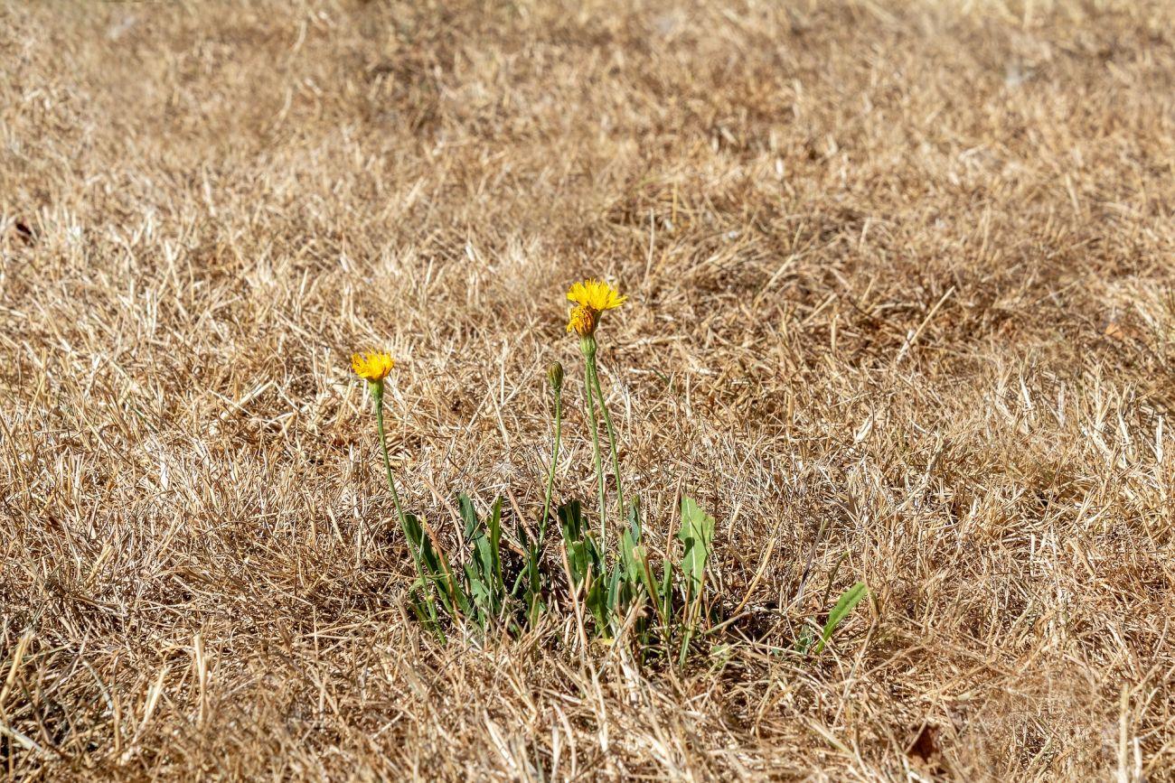 Hot forecasts for Hungary drought climate change