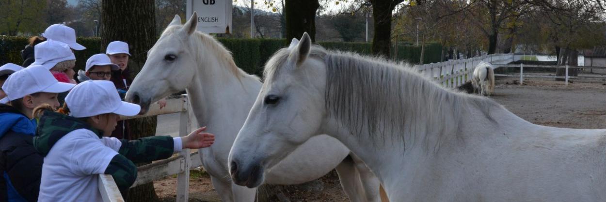 Kinder bei einem Angel for a Day in Slowenien